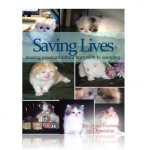 Saving Persian Kitten Lives