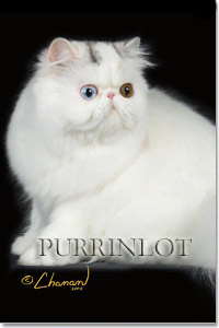 Persian Cat