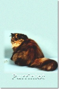 Persian Cat Grand Champion Breanna