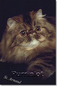cat pictures- pictures of cats