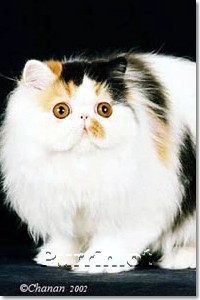 cat pictures- pictures of cats