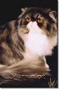 cat pictures- pictures of cats