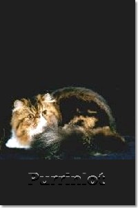  Persian Cat Grand Champion Foster