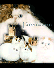 Persian Cat- Purrinlot