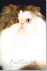 Purrinlot Jacob said My Eyes is me- cat pictures