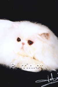 white Kitten copper eyes