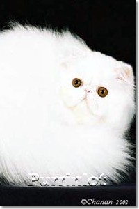 white Persian Kitten