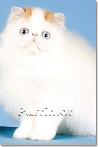 Persian Kitten