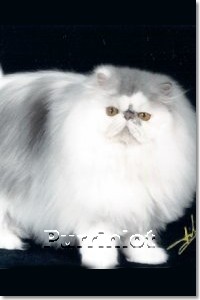 Nanc-c Double Zeus of Purrinlot - cat pictures