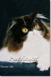 Persian Cat
