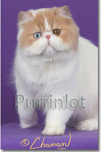 pictures of cats- oddeyesee