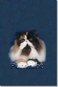 Persian Cat Grand Champion Patcher